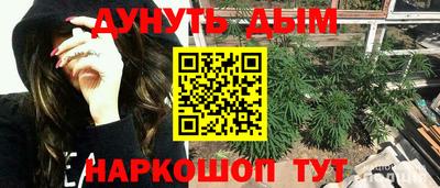 крисы Шебекино